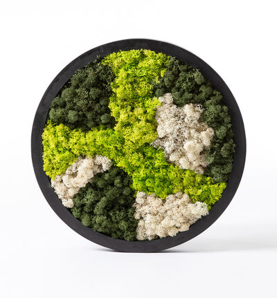 Mosebilde grønn og hvit rund Mosebilde grønn og hvit rund